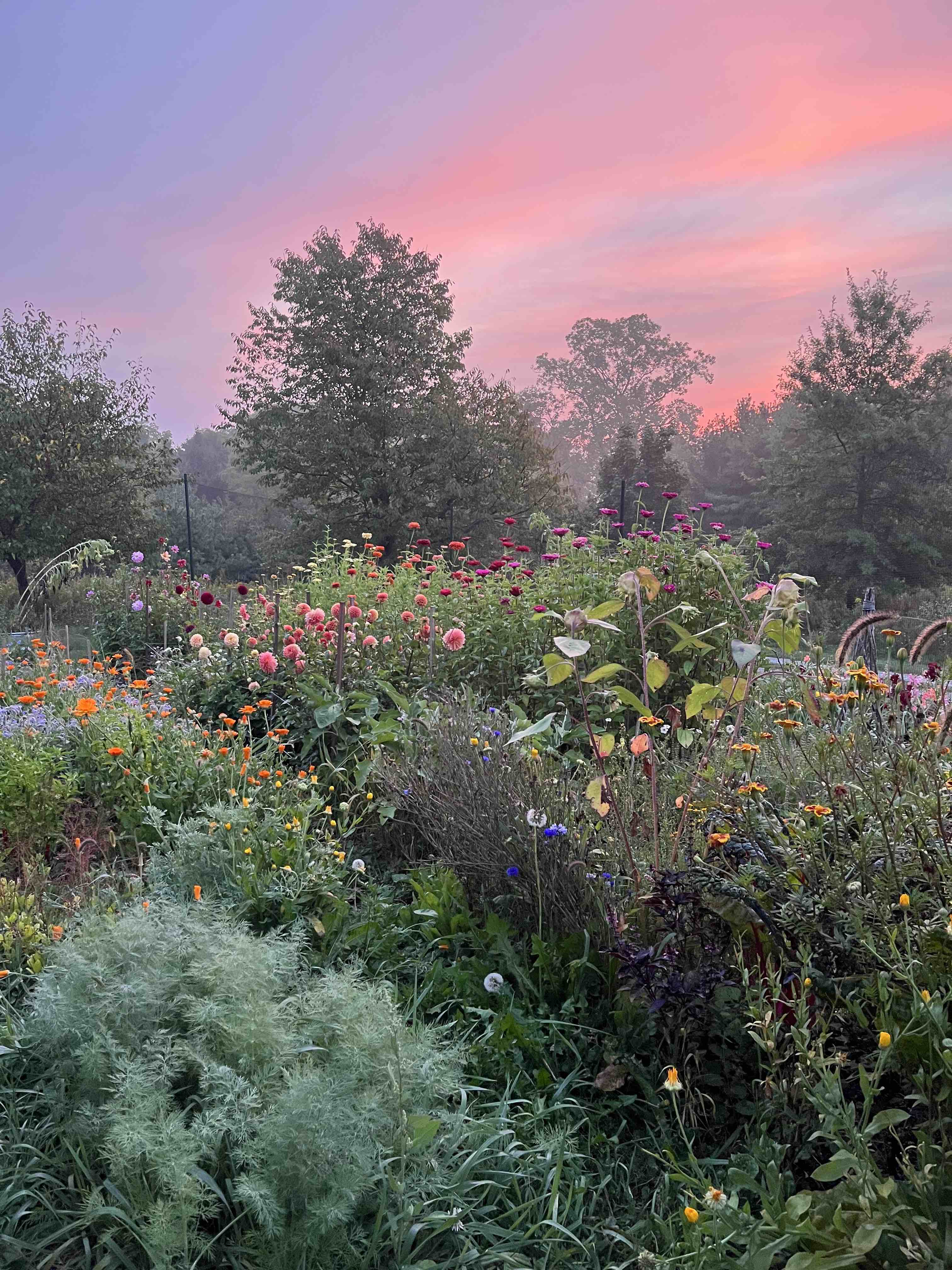 kitchen garden at sunrise with flowers and vegetables