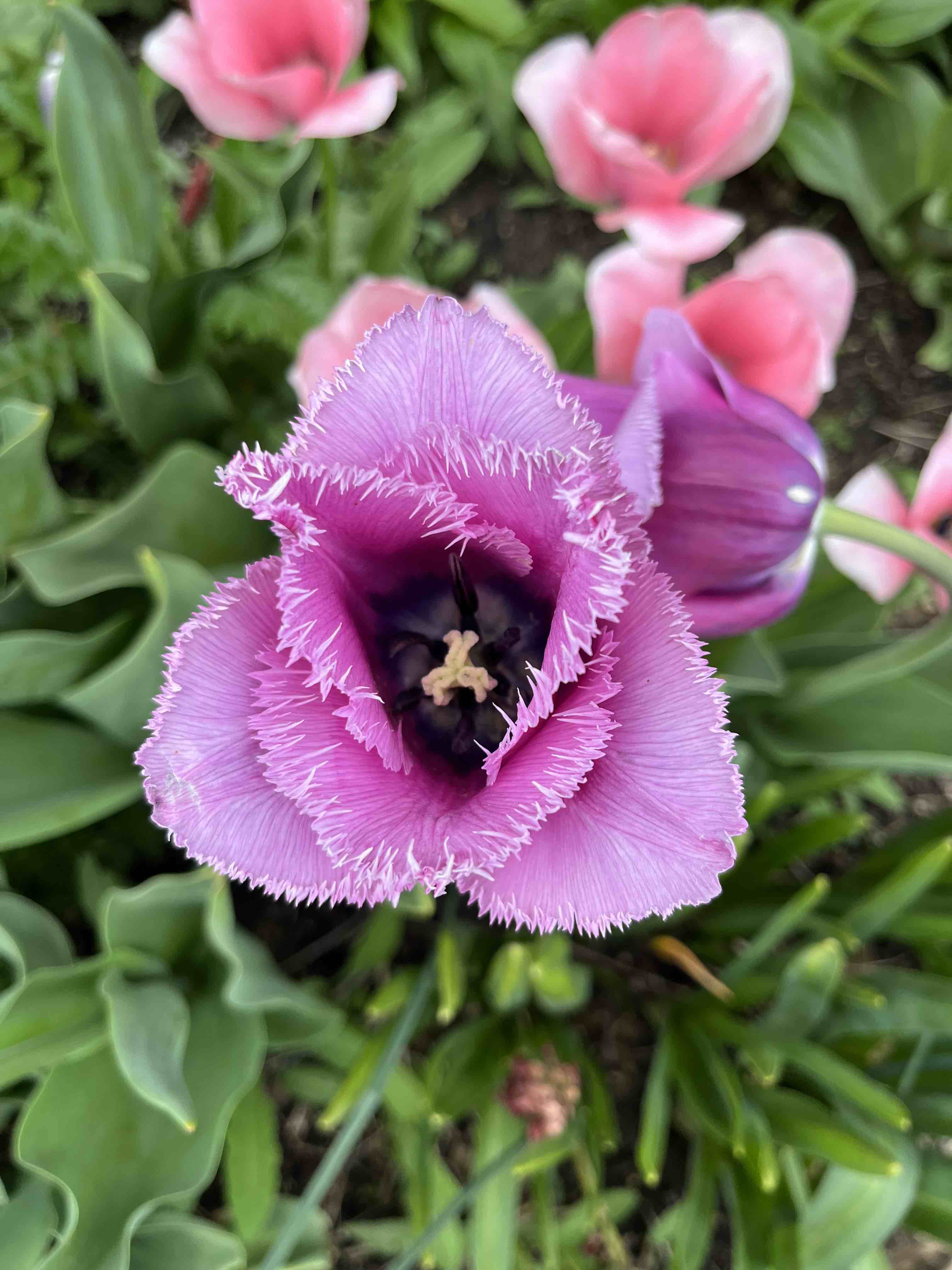 close up of fringed purple-pink tulip
