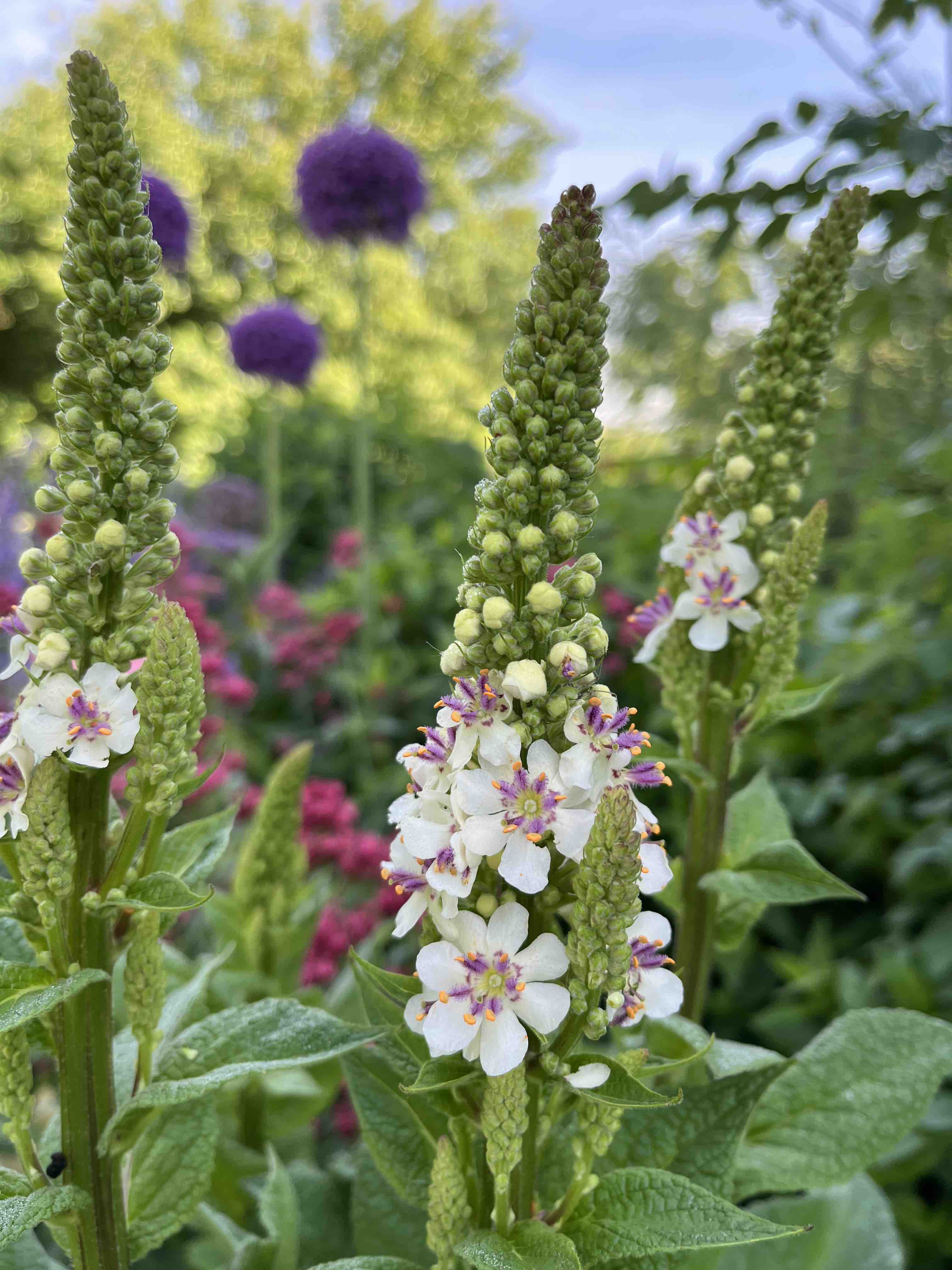 spires of white and pink mullein in the perennial garden