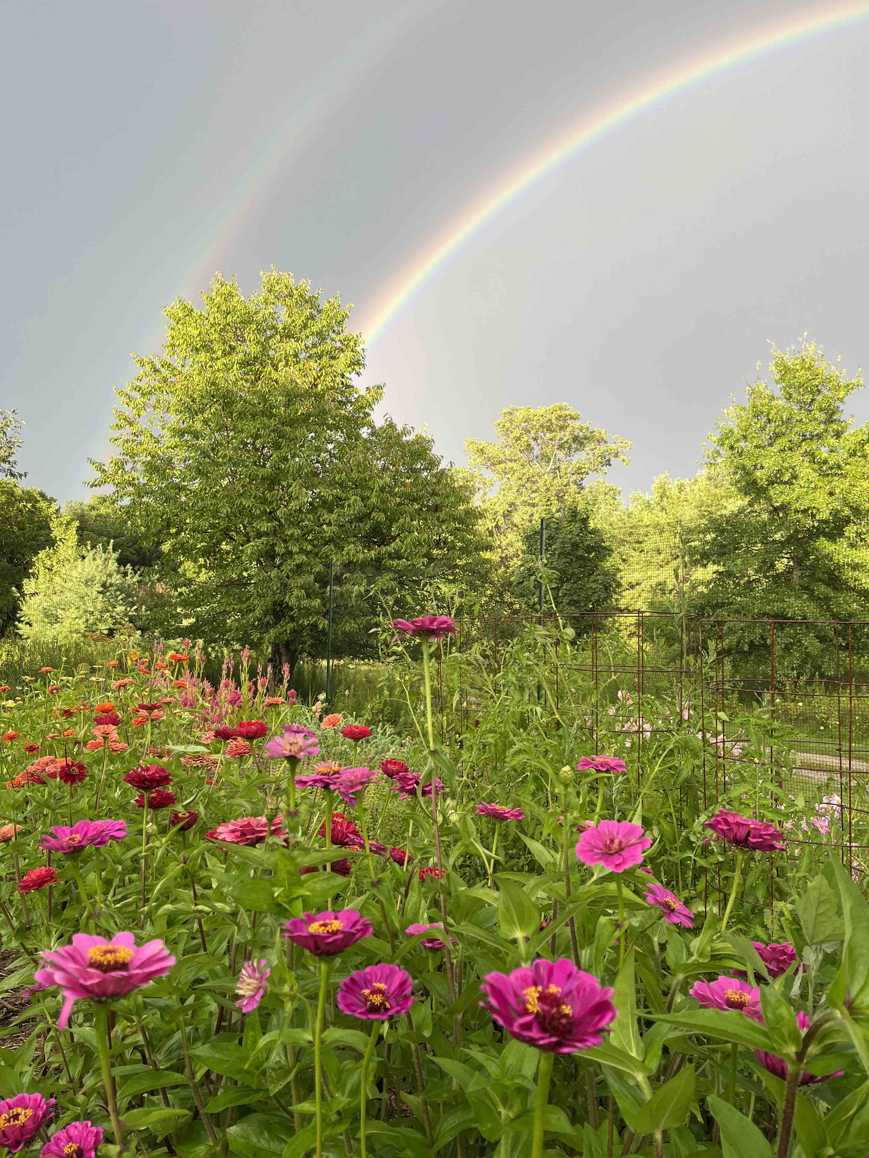rainbow over row of brightly colored zinnias in the kitchen garden